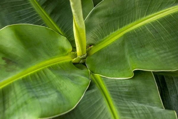 Full Frame Closeup Shot Banana Plant — Stock Photo, Image