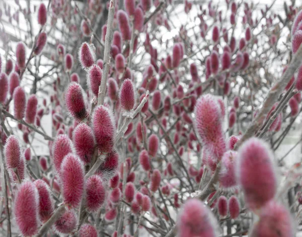 Full Frame Shot Red Pussy Willow Catkins — Stok fotoğraf