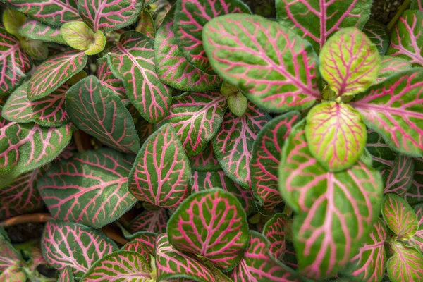 Full Frame Φύλλα Fittonia Closeup — Φωτογραφία Αρχείου