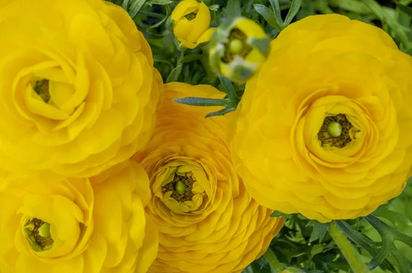 Quadro Completo Close Tiro Algumas Flores Amarelas Brilhantes Vistas Cima — Fotografia de Stock