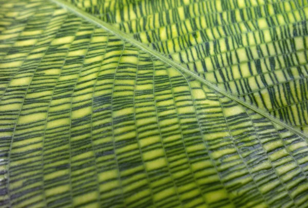 Крупный План Показывающий Зеленый Полосатый Лист Растения Калатеи — стоковое фото