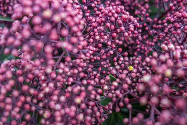 Vollbild Nahaufnahme Mit Vielen Leuchtend Rosafarbenen Blütenknospen — Stockfoto