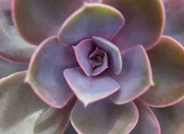 Primo Piano Full Frame Una Pianta Echeveria Vista Dall Alto — Foto Stock