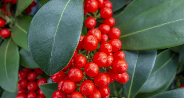 Gros Plan Plein Cadre Montrant Des Baies Rouges Des Feuilles — Photo