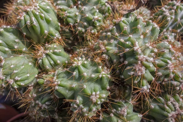 Pełny Kadr Zbliżenie Strzał Kolczasty Kaktusa — Zdjęcie stockowe
