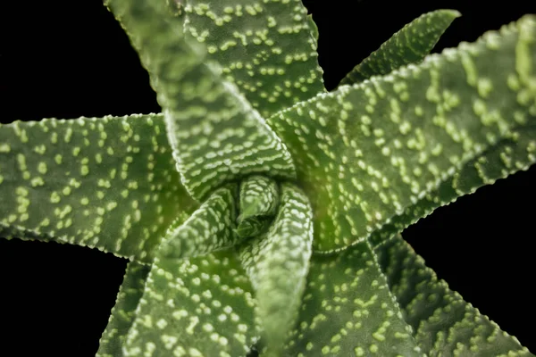 Hela Bilden Närbild Skott Haworthia Anläggning Sett Ovanifrån — Stockfoto