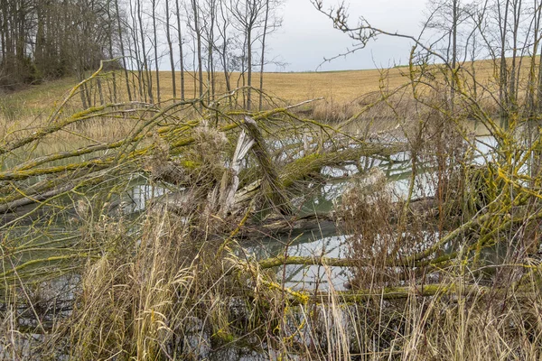 Wetland Scenery Made Castors Seen Southern Germany — Stock Photo, Image