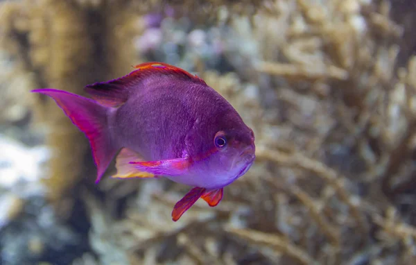 Décor Sous Marin Montrant Poisson Corail Violet Dans Une Ambiance — Photo