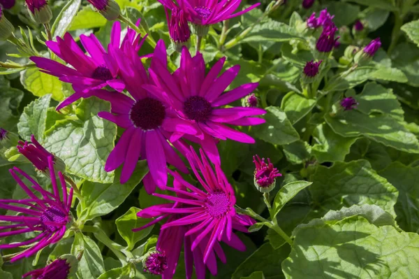 Primo Piano Alcuni Fiori Crisantemo Colorati — Foto Stock