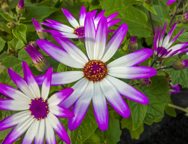 Közeli Felvétel Néhány Bicolor Krizantém Virágok — Stock Fotó