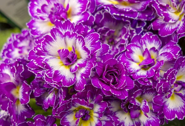 Cornice Piena Fiori Colorati Primula Primo Piano — Foto Stock