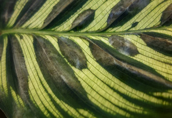 Primer Plano Mostrando Una Hoja Calathea Makoyana Rayas Verdes — Foto de Stock