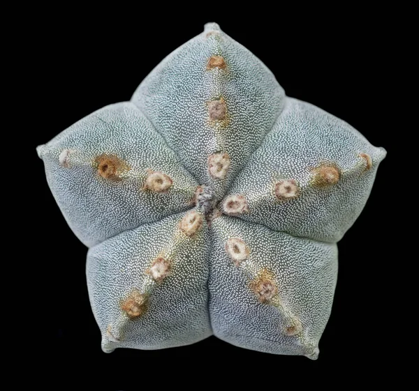 Närbild Astrophytum Myriostigma Kaktus — Stockfoto