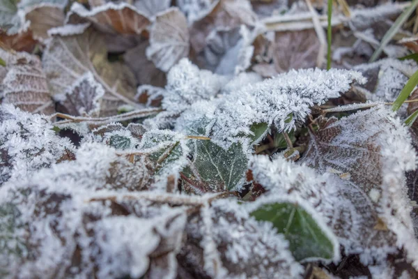 Plan Détail Plein Cadre Montrant Beaucoup Feuilles Givrées — Photo