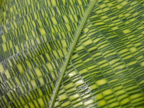 Close Tiro Mostrando Uma Folha Planta Listrada Verde Calathea — Fotografia de Stock