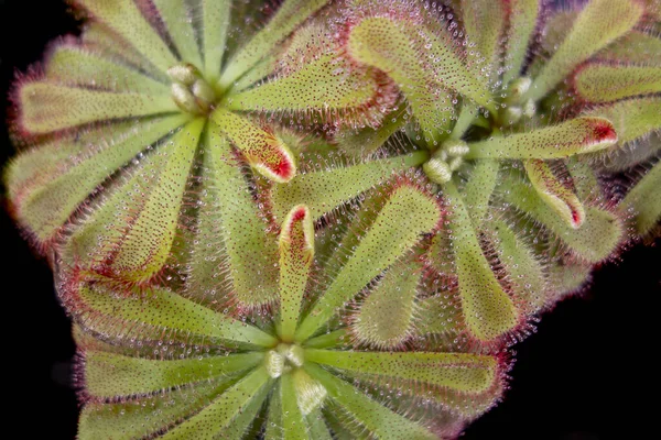 Κάποια Φυτά Drosera Aliciae Sundew Σκοτεινή Πλάτη — Φωτογραφία Αρχείου