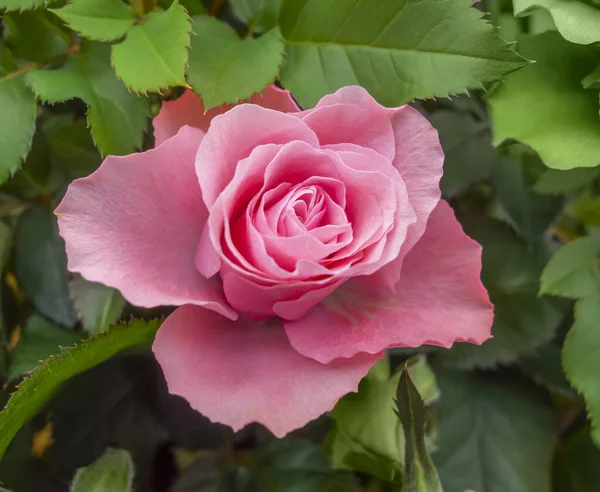 Rosa Rosa Flor Primer Plano Espalda Natural —  Fotos de Stock