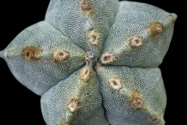 Närbild Astrophytum Myriostigma Kaktus — Stockfoto