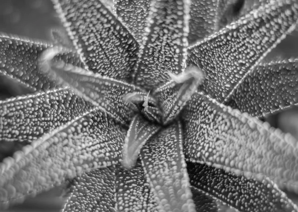 Quadro Completo Close Tiro Uma Planta Haworthia Visto Cima — Fotografia de Stock