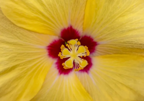 Quadro Completo Amarelo Vermelho Flor Hibiscus Closeup — Fotografia de Stock