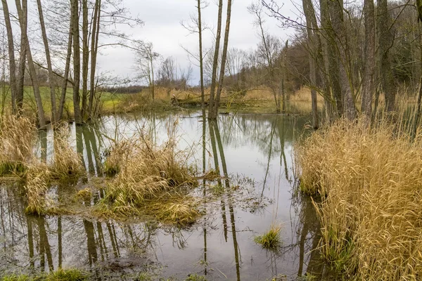 南ドイツで見られるキャスターによる湿地景観 — ストック写真