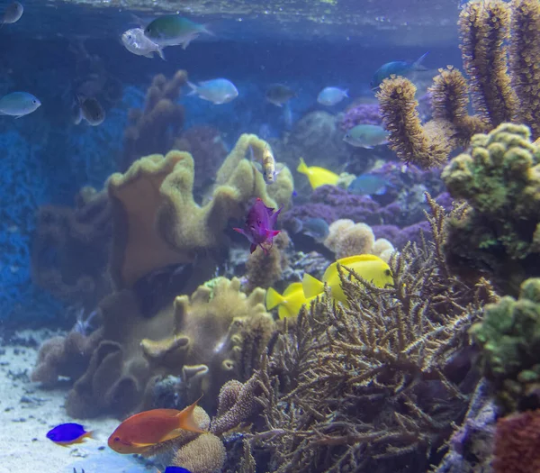 Farbenfrohe Korallenrifflandschaft Mit Vielen Verschiedenen Korallen Seeanemonen Und Fischen — Stockfoto