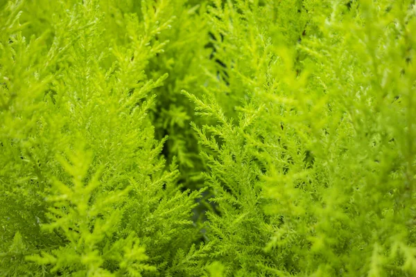 Macro Shot Full Frame Green Vegetation Background — Stock Photo, Image