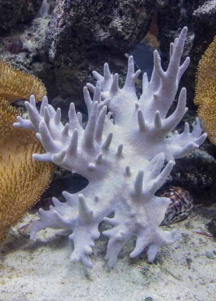 Décor Récifs Coralliens Avec Différents Coraux Anémones Mer — Photo