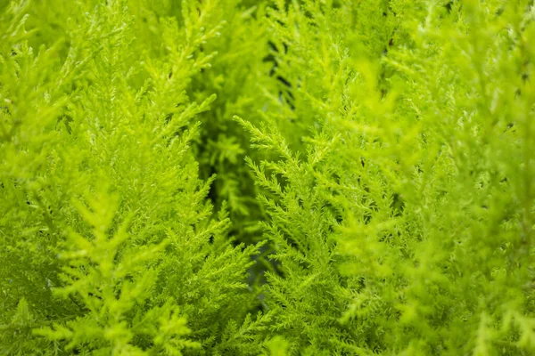 Tam Kare Yeşil Bitki Örtüsü Arkaplanının Makro Görüntüsü — Stok fotoğraf