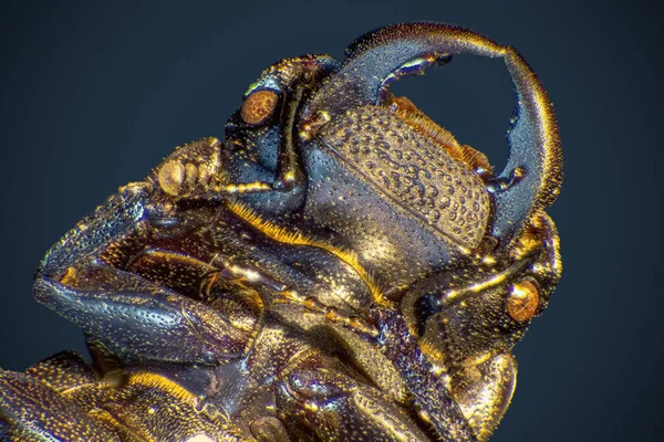 Macro Shot Showing Head Lesser Stag Beetle — Stock Photo, Image