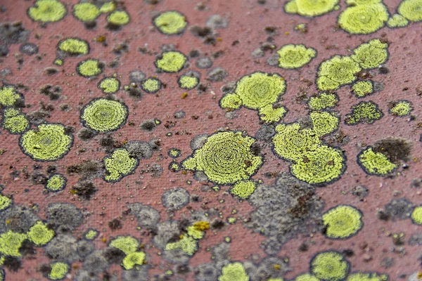 Macchie Lichene Verde Terreno Ceramico Rosso — Foto Stock
