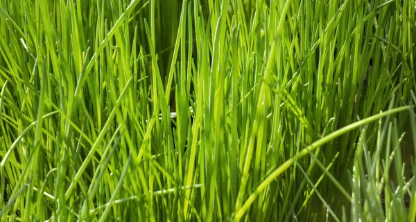 Sunny Illuminated Full Frame Chives Closeup Shot — Stock Photo, Image