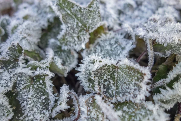 Bir Sürü Donmuş Yaprağı Gösteren Tam Kare Detaylı Çekim — Stok fotoğraf