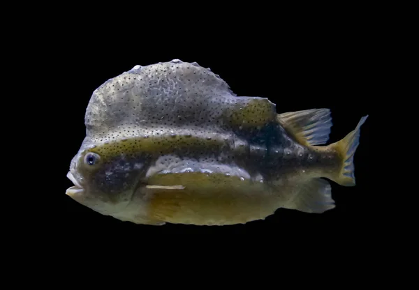 Underwater Scenery Showing Marine Fish Huge Hump Black Back — Stock Photo, Image