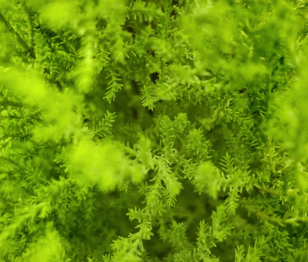 Tam Kare Yeşil Bitki Örtüsü Arkaplanının Makro Görüntüsü — Stok fotoğraf