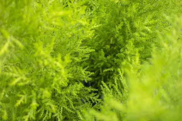 全框绿色植被背景的宏图 — 图库照片