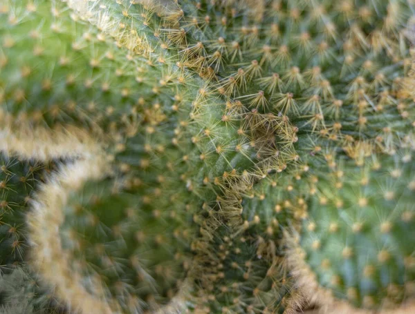 Pełny Kadr Zbliżenie Strzał Kolczasty Kaktusa — Zdjęcie stockowe