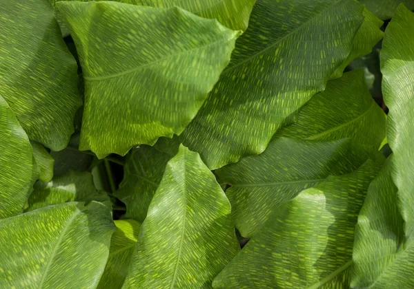 Closeup Shot Arată Unele Frunze Plante Verzi Maranta — Fotografie, imagine de stoc