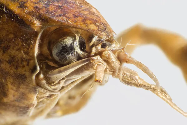 Macro Shot Showing Head Small Crayfish — Stock Photo, Image