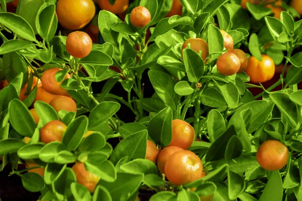 Sol Iluminado Closeup Tiro Mostrando Uma Árvore Com Frutas Laranja — Fotografia de Stock