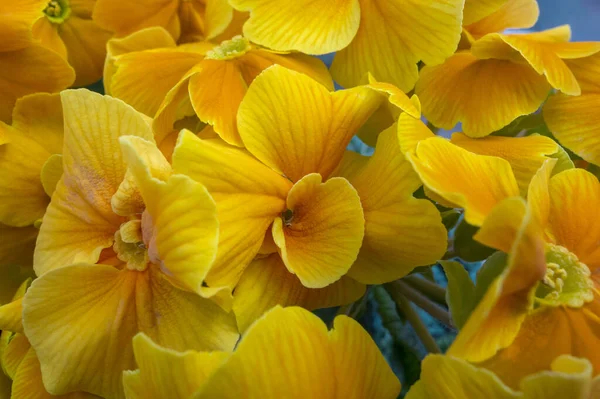 Quadro Completo Close Tiro Algumas Flores Amarelas Laranja Brilhantes — Fotografia de Stock
