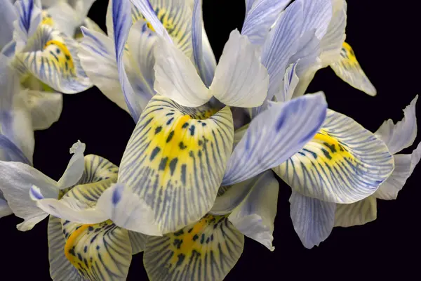 Pełna Ramka Iris Kwiaty Zbliżenie Czarny Plecy — Zdjęcie stockowe