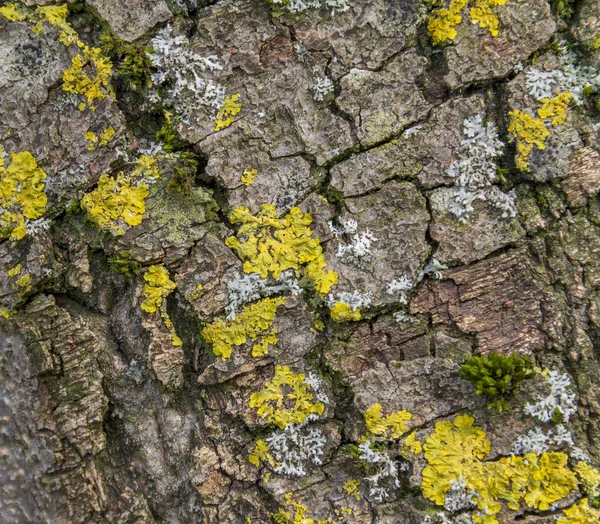 Full Frame Bark Closeup Partly Overgrown Lichen — Stock Photo, Image