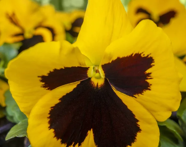 Pensy Blommor Närbild Naturlig Atmosfär — Stockfoto