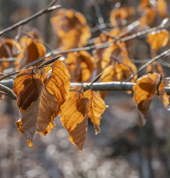 Полный Каркас Солнечной Освещенной Сухой Осенней Листвы Крупным Планом — стоковое фото