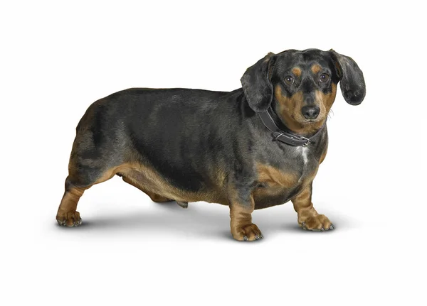 Dachshund犬の全身肖像画白地に影 — ストック写真