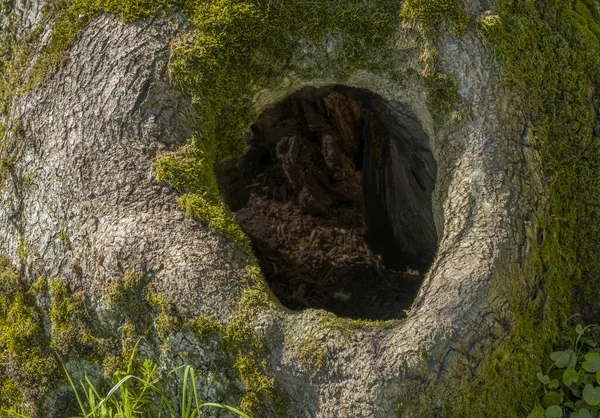 Primer Plano Mostrando Gran Agujero Árbol Hueco — Foto de Stock