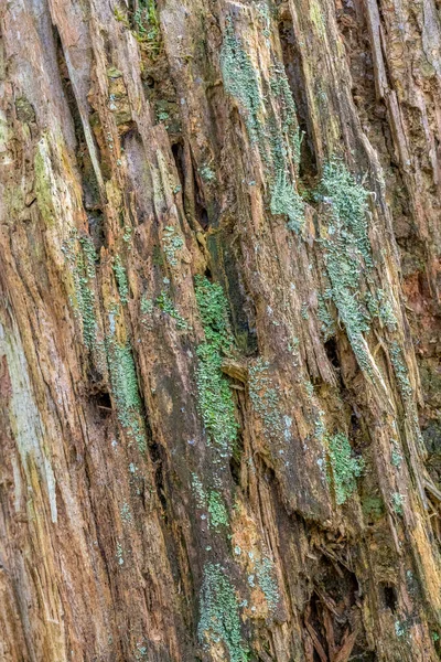 Celý Rám Kůra Detailní Částečně Zarostlý Lišejníkem — Stock fotografie