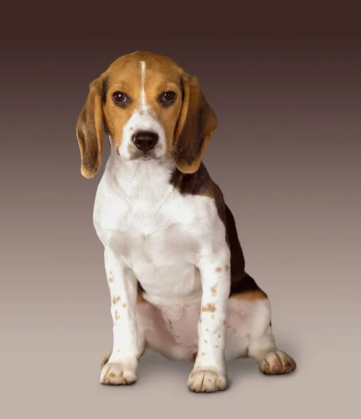 Portrét Malého Psa Gradientu Zpět — Stock fotografie