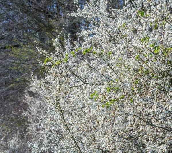 Bahar Zamanı Bir Sürü Beyaz Çiçek Açan Ağaç Detayı — Stok fotoğraf